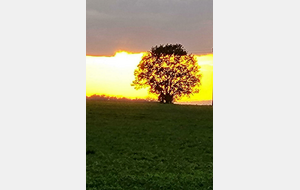 26/11/2025 - Normale à Senillé- Saint-Sauveur animée par Jean-Jacques B.- Soleil couchant vu par Hélène.