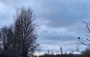 17/12/2025 - Normale à Saint Cyr animée par Joël F. - Photo Brigitte P - Le lac est le paradis des oiseaux.