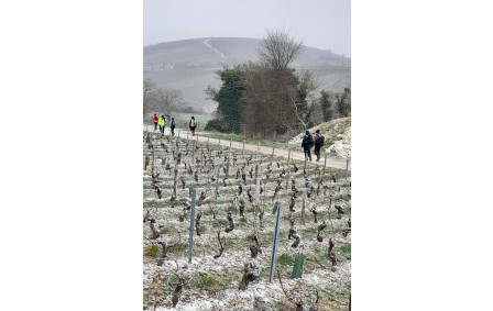 Dans le vignoble du Sancerrois.